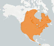 distribution map thumnbnail for Hoary Bat (Lasiurus cinereus)