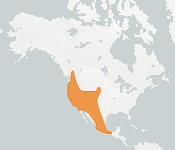 distribution map thumnbnail for Fringed Bat (Myotis thysanodes)