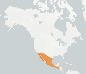 distribution map thumnbnail for Mexican Long-tongued Bat (Choeronycteris mexicana)