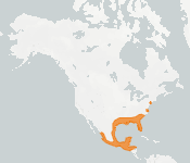 distribution map thumnbnail for Northern Yellow Bat (Lasiurus intermedius)