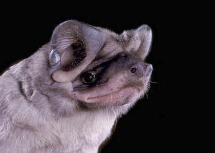 species photo for Underwood's Bonneted Bat (Eumops underwoodi)