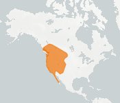 distribution map thumnbnail for Long-Eared Myotis (Myotis evotis)