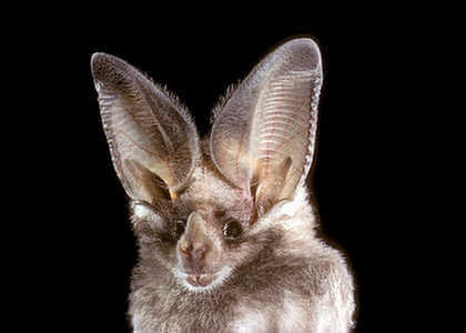 species photo for California Leaf-nosed Bat (Macrotus californicus)