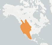 distribution map thumnbnail for Western Small-footed Bat (Myotis ciliolabrum)
