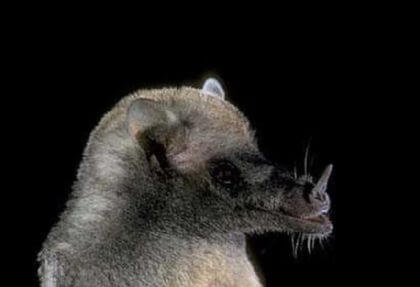 species photo for Mexican Long-tongued Bat (Choeronycteris mexicana)