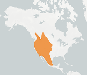 distribution map thumnbnail for Western Small-footed Bat (Myotis ciliolabrum)