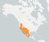 distribution map thumnbnail for Canyon Bat (Parastrellus hesperus)