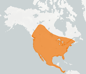 distribution map thumnbnail for Big Brown Bat (Eptesicus fuscus)