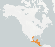 distribution map thumnbnail for Southern Yellow Bat (Lasiurus ega)