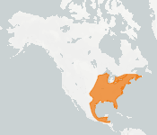 distribution map thumnbnail for Tricolored Bat (Perimyotis subflavus)