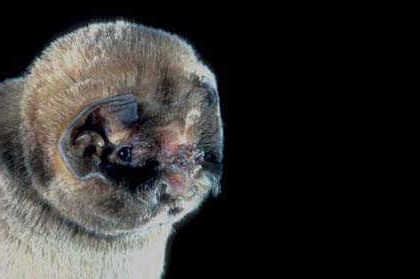 species photo for Ghost-faced Bat (Mormoops megalophylla)