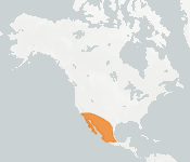 distribution map thumnbnail for Western Yellow Bat (Lasiurus xanthinus)