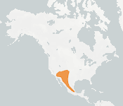 distribution map thumnbnail for Arizona Myotis (Myotis occultus)