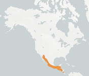 distribution map thumnbnail for Underwood's Bonneted Bat (Eumops underwoodi)