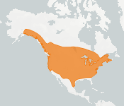 distribution map thumnbnail for Silver-haired Bat (Lasionycteris noctivagans)