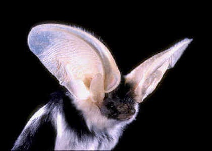 species photo for Spotted Bat (Euderma maculatum)