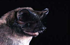 species photo for Florida Bonneted Bat (Eumops floridanus)